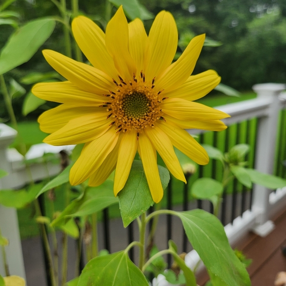 Meet your Posher, Justina - Picture 3 of 4